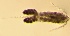  ( - CL3_Katla)  @11 [ ] CC BY-NC-SA (2021) M. Jungbluth San Francisco State University