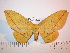  (Eacles masoni machiapasiana - BC-FMP-2471)  @13 [ ] Copyright (2011) Frank Meister Research Collection of Frank Meister