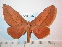  (Syssphinx bidentalis - BC-FMP-2496)  @14 [ ] Copyright (2011) Frank Meister Research Collection of Frank Meister