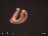  (Syllis sp - SFP24 - 004)  @11 [ ] Unspecified (default): All Rights Reserved  Unspecified Unspecified