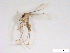  ( - WRBU-SF2011.006)  @13 [ ] CreativeCommons - Attribution (2012) CBG Photography Group Centre for Biodiversity Genomics
