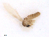  ( - WRBU-SF2011.061)  @11 [ ] CreativeCommons - Attribution (2012) CBG Photography Group Centre for Biodiversity Genomics