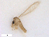 ( - WRBU-SF2011.066)  @13 [ ] CreativeCommons - Attribution (2012) CBG Photography Group Centre for Biodiversity Genomics
