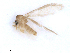  ( - WRBU-SF2011.070)  @13 [ ] CreativeCommons - Attribution (2012) CBG Photography Group Centre for Biodiversity Genomics