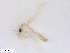  ( - WRBU-SF2011.077)  @12 [ ] CreativeCommons - Attribution (2012) CBG Photography Group Centre for Biodiversity Genomics