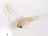  ( - WRBU-SF2011.092)  @12 [ ] CreativeCommons - Attribution (2012) CBG Photography Group Centre for Biodiversity Genomics