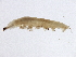  ( - SCCWRP0274003)  @12 [ ] CreativeCommons - Attribution (2012) CBG Photography Group Centre for Biodiversity Genomics