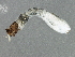  ( - SCCWRP0278001)  @12 [ ] CreativeCommons - Attribution (2012) CBG Photography Group Centre for Biodiversity Genomics