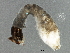  ( - SCCWRP0278002)  @12 [ ] CreativeCommons - Attribution (2012) CBG Photography Group Centre for Biodiversity Genomics