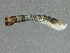  ( - SCCWRP0278003)  @12 [ ] CreativeCommons - Attribution (2012) CBG Photography Group Centre for Biodiversity Genomics