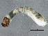  ( - SCCWRP0278005)  @12 [ ] CreativeCommons - Attribution (2012) CBG Photography Group Centre for Biodiversity Genomics