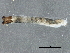  ( - SCCWRP0278006)  @12 [ ] CreativeCommons - Attribution (2012) CBG Photography Group Centre for Biodiversity Genomics