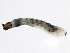  ( - SCCWRP0278007)  @12 [ ] CreativeCommons - Attribution (2012) CBG Photography Group Centre for Biodiversity Genomics