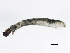 ( - SCCWRP0278011)  @12 [ ] CreativeCommons - Attribution (2012) CBG Photography Group Centre for Biodiversity Genomics