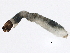  ( - SCCWRP0278013)  @12 [ ] CreativeCommons - Attribution (2012) CBG Photography Group Centre for Biodiversity Genomics
