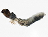  ( - SCCWRP0278037)  @12 [ ] CreativeCommons - Attribution (2012) CBG Photography Group Centre for Biodiversity Genomics