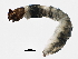  ( - SCCWRP0278038)  @12 [ ] CreativeCommons - Attribution (2012) CBG Photography Group Centre for Biodiversity Genomics