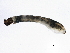  ( - SCCWRP0278041)  @12 [ ] CreativeCommons - Attribution (2012) CBG Photography Group Centre for Biodiversity Genomics
