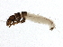  ( - SCCWRP0132015)  @13 [ ] CreativeCommons - Attribution (2012) CBG Photography Group Centre for Biodiversity Genomics