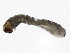  ( - SCCWRP0279050)  @12 [ ] CreativeCommons - Attribution (2012) CBG Photography Group Centre for Biodiversity Genomics
