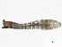  ( - SCCWRP0279051)  @12 [ ] CreativeCommons - Attribution (2012) CBG Photography Group Centre for Biodiversity Genomics