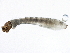  ( - SCCWRP0279054)  @12 [ ] CreativeCommons - Attribution (2012) CBG Photography Group Centre for Biodiversity Genomics