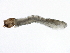  ( - SCCWRP0279055)  @12 [ ] CreativeCommons - Attribution (2012) CBG Photography Group Centre for Biodiversity Genomics