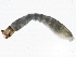  ( - SCCWRP0279056)  @12 [ ] CreativeCommons - Attribution (2012) CBG Photography Group Centre for Biodiversity Genomics