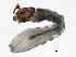  ( - SCCWRP0279058)  @12 [ ] CreativeCommons - Attribution (2012) CBG Photography Group Centre for Biodiversity Genomics