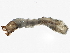  ( - SCCWRP0279059)  @12 [ ] CreativeCommons - Attribution (2012) CBG Photography Group Centre for Biodiversity Genomics
