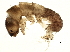  ( - SCCWRP0293031)  @13 [ ] CreativeCommons - Attribution (2013) CBG Photography Group Centre for Biodiversity Genomics