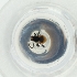  ( - MOZZ00000839A_H3)  @11 [ ] by (2004) Genome Research Ltd as Wellcome Sanger Institute Genome Research Limited operating as Wellcome Sanger Institute
