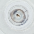  ( - MOZZ00000842A_G8)  @11 [ ] by (2004) Genome Research Ltd as Wellcome Sanger Institute Genome Research Limited operating as Wellcome Sanger Institute
