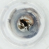  (Microgaster auriculata - MOZZ00000864A_A4)  @11 [ ] by (2004) Genome Research Ltd as Wellcome Sanger Institute Genome Research Limited operating as Wellcome Sanger Institute