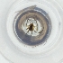  ( - MOZZ00000865A_H9)  @11 [ ] by (2004) Genome Research Ltd as Wellcome Sanger Institute Genome Research Limited operating as Wellcome Sanger Institute