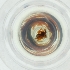  ( - MOZZ00000870A_C5)  @11 [ ] by (2004) Genome Research Ltd as Wellcome Sanger Institute Genome Research Limited operating as Wellcome Sanger Institute