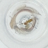  ( - SHAP_002_G10)  @11 [ ] by (2004) Genome Research Ltd as Wellcome Sanger Institute Genome Research Limited operating as Wellcome Sanger Institute