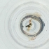  ( - SHAP_010_H4)  @11 [ ] by  Genome Research Ltd as Wellcome Sanger Institute Genome Research Limited operating as Wellcome Sanger Institute