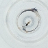  (Entomacis graeffei - SHAP_014_C11)  @11 [ ] by  Genome Research Ltd as Wellcome Sanger Institute Genome Research Limited operating as Wellcome Sanger Institute