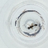  ( - SHAP_015_D5)  @11 [ ] by  Genome Research Ltd as Wellcome Sanger Institute Genome Research Limited operating as Wellcome Sanger Institute