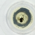  ( - SHAP_015_G4)  @11 [ ] by  Genome Research Ltd as Wellcome Sanger Institute Genome Research Limited operating as Wellcome Sanger Institute
