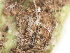  (Peronospora galii - SHOM236)  @11 [ ] © Copyright Government of Canada (2013) Unspecified Government of Canada