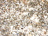  (Golovinomyces cichoracearum - SHPM172)  @11 [ ] © Copyright Government of Canada (2016) Unspecified Agriculture and Agri-Food Canada