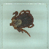  ( - NMNH-2022-031-B11)  @11 [ ] No Rights Reserved (2022) Yvonne Linton Smithsonian Institution National Museum of Natural History