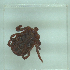  ( - NMNH-2022-031-B11)  @11 [ ] No Rights Reserved (2022) Yvonne Linton Smithsonian Institution National Museum of Natural History