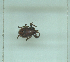  ( - NMNH-2022-031-H11)  @11 [ ] No Rights Reserved (2022) Yvonne Linton Smithsonian Institution National Museum of Natural History