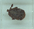  ( - NMNH-2022-033-A02)  @11 [ ] No Rights Reserved (2022) Yvonne Linton Smithsonian Institution National Museum of Natural History