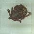  ( - NMNH-2022-033-A09)  @11 [ ] No Rights Reserved (2022) Yvonne Linton Smithsonian Institution National Museum of Natural History