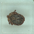  ( - NMNH-2022-033-A10)  @11 [ ] No Rights Reserved (2022) Yvonne Linton Smithsonian Institution National Museum of Natural History