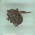 ( - NMNH-2022-033-A11)  @11 [ ] No Rights Reserved (2022) Yvonne Linton Smithsonian Institution National Museum of Natural History